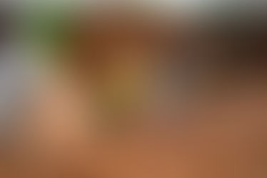 Côte d'Ivoire : la production de cacao passe à 2,4 millions de tonnes en 2022