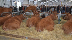 Sommet de l'élevage de Clermont- Ferrand : l'Afrique invitée spéciale