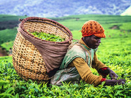 Burundi : 21 millions de dollars de la Bad pour soutenir l’agriculture et l’élevage