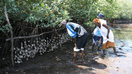 SENEGAL : LE PAYS SE MET A L’OSTREICULTURE