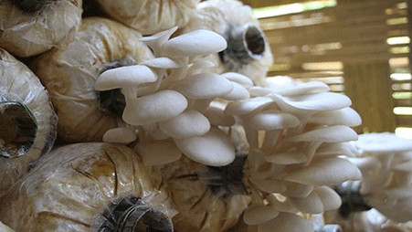 AFRICA / MUSHROOM CULTIVATION: THE CONTINENT'S LITTLE EXPLOITED GOLD MINE