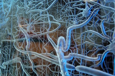 L'INTESTINO COME SECONDO CERVELLO
