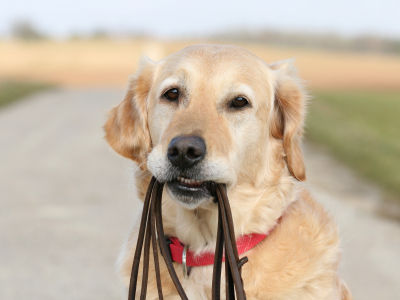 When "Friendly" Isn't Safe; The Reality of Off-Leash Dogs