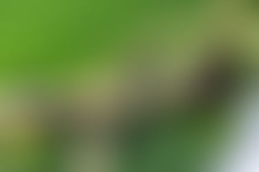 Repellenti contro le Formiche: Come Proteggere la Casa in Modo Efficace