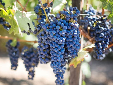 castelli romani città del vino