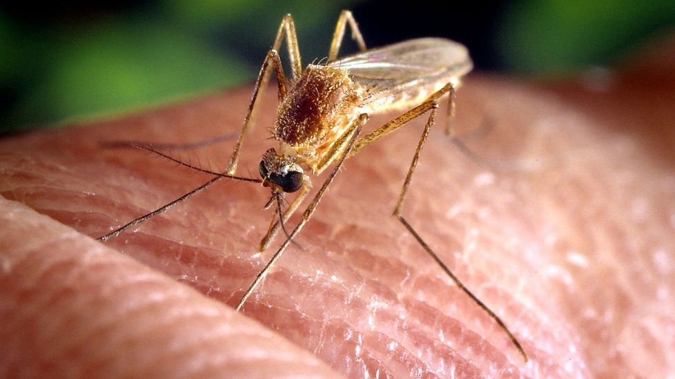 zanzara west nile