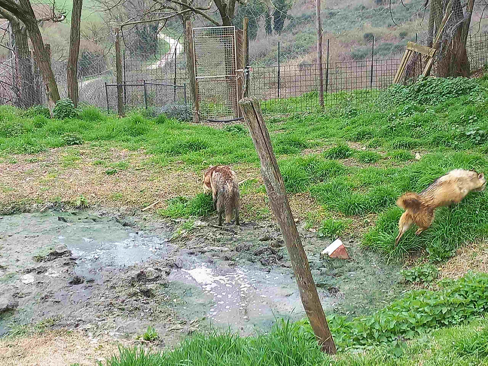 Le foto scattate sul posto dai militari mostrano lo stato di degrado in cui vivevano gli animali