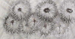 Dmuchawce, latawce, wiatr... z cyklu Zauroczona Dmuchawcami, 80x160 (cm), 2012