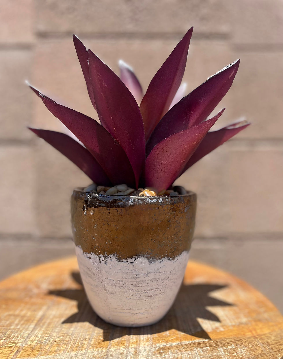 Thumbnail: Large Purple Aloe Plant