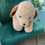 Thumbnail: Golden Retriever