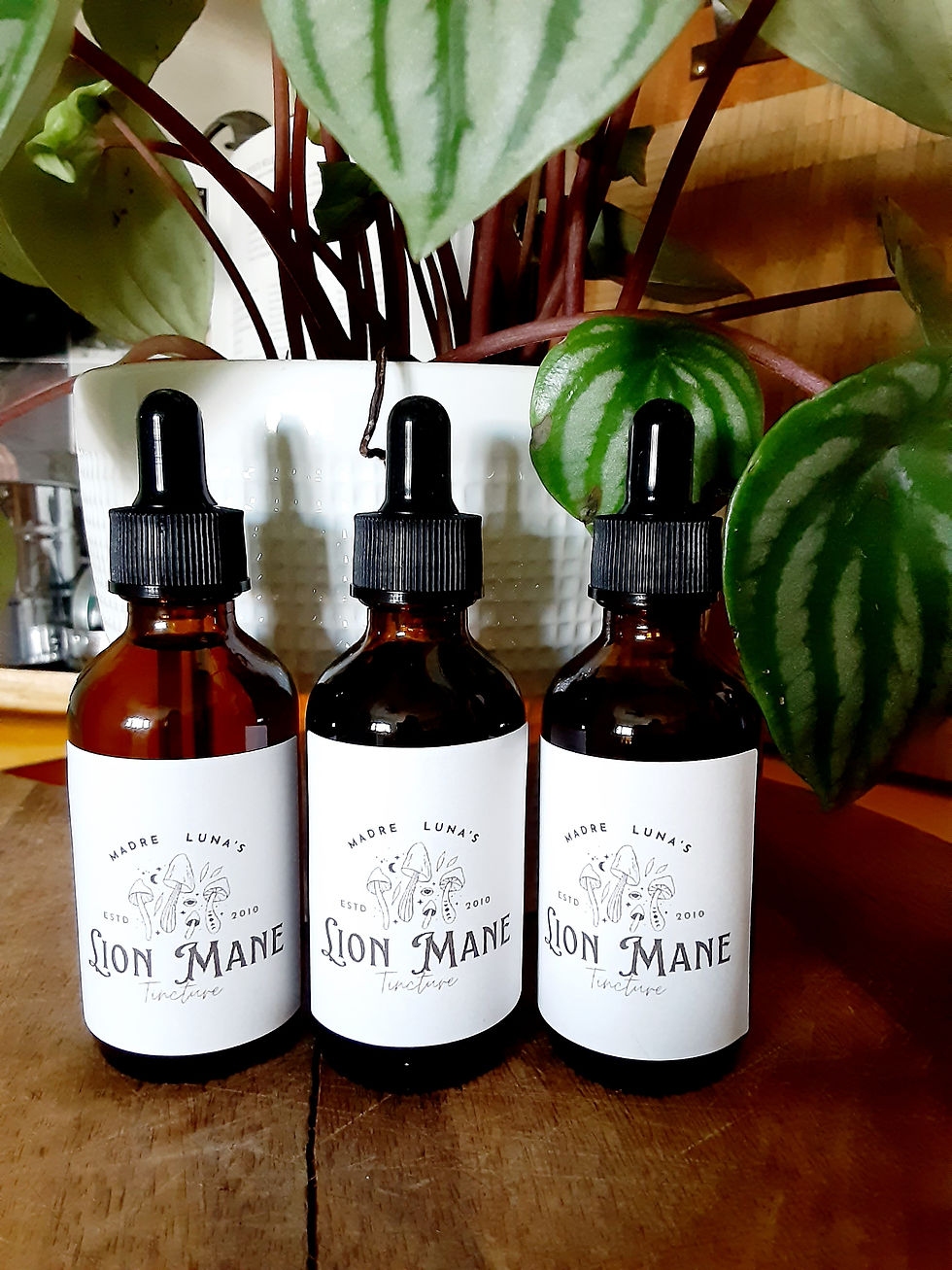  Lion's Mane Mushroom TIncture