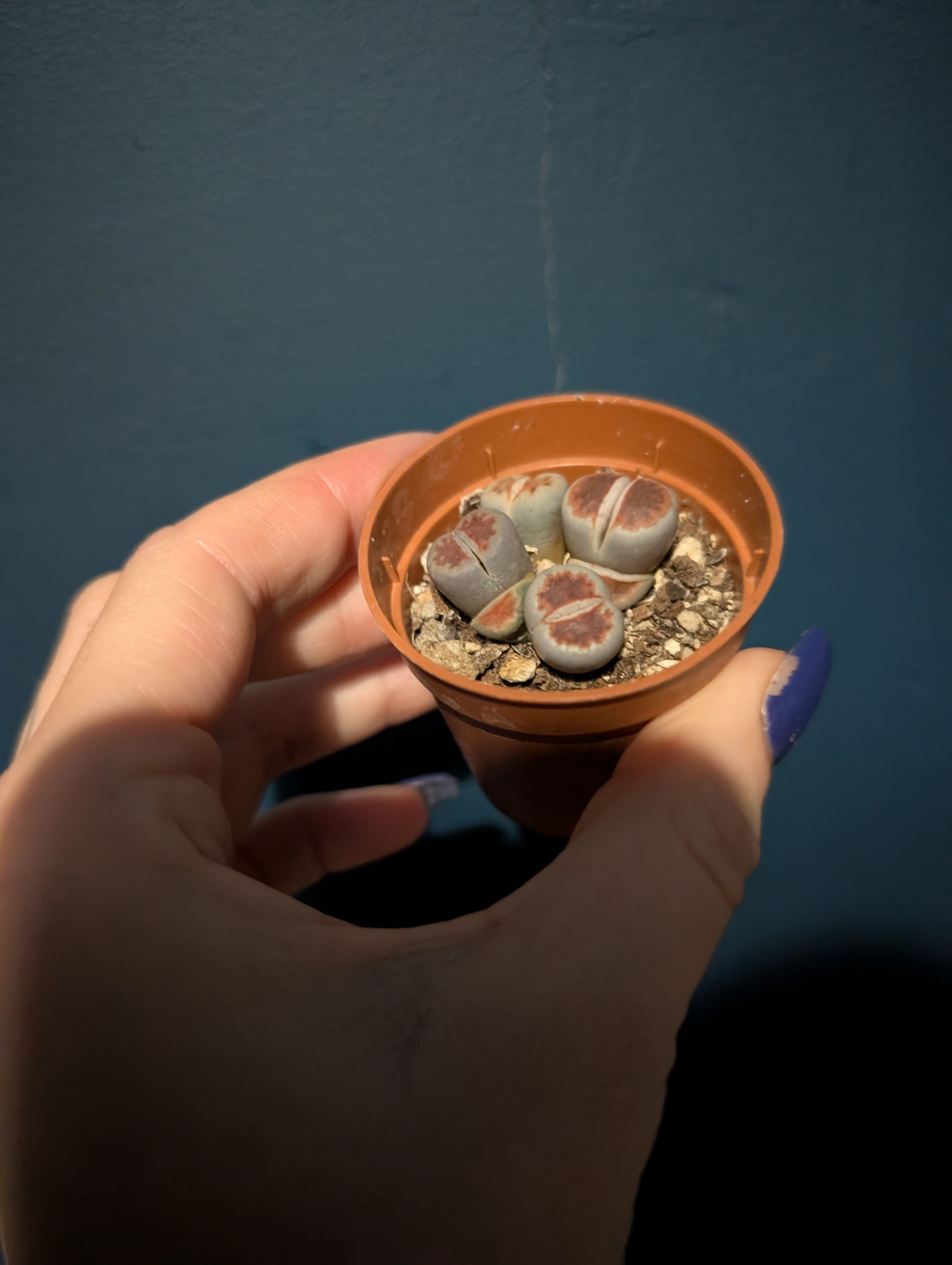 Lithops Karasmontana