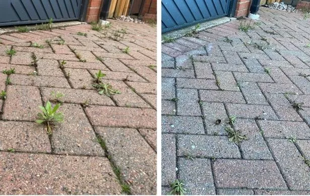 Weed killer before x after .webp