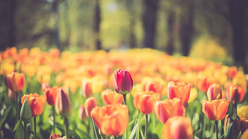 flowers.jpeg