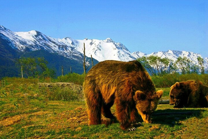 alaskan wildlife
