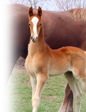 Foal
