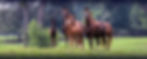 mare and foal banner.jpg