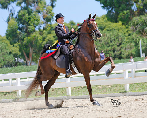 Liz Bolton Stables