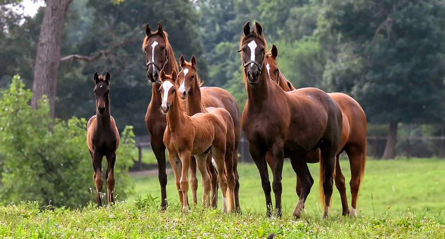 Mares and Foals