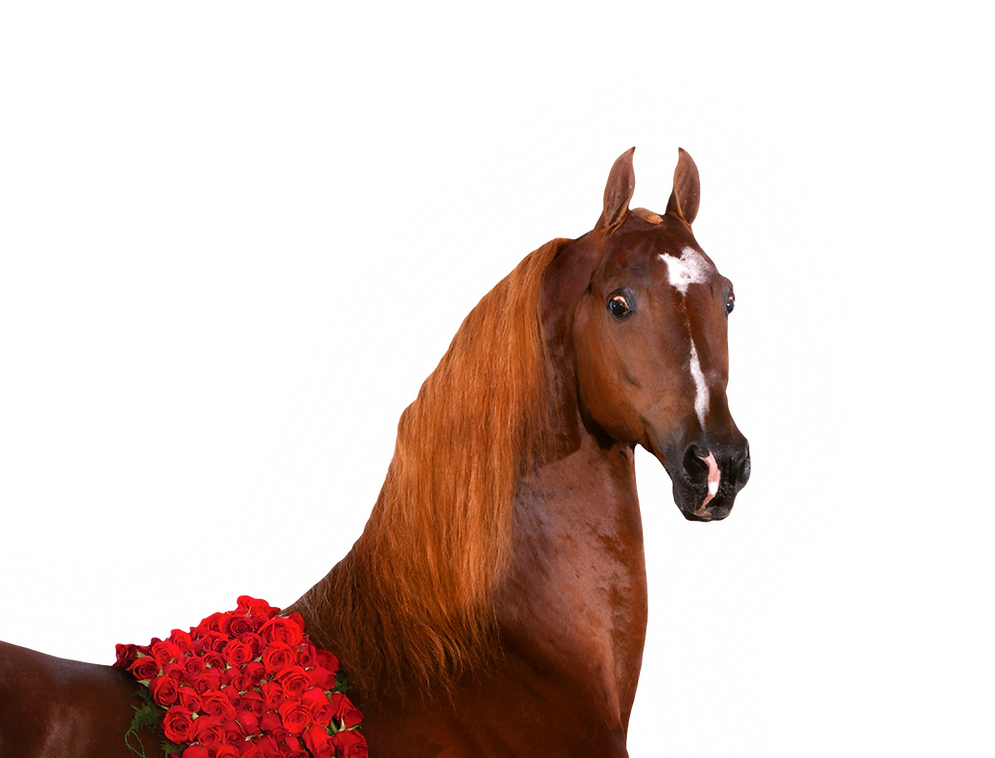 Marc of Charm