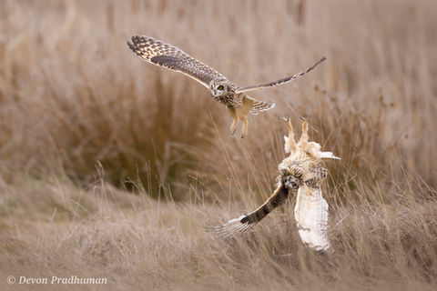 Owls