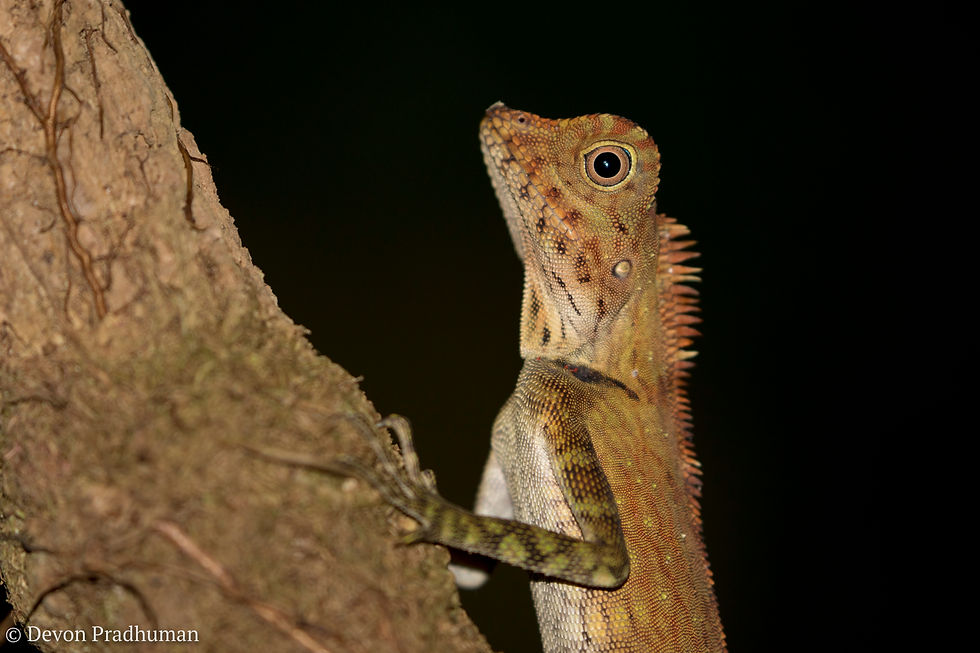 Angle-headed Lizard