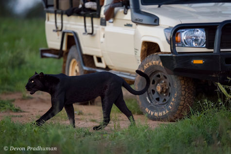 Black panther walking near a safari vehicle.