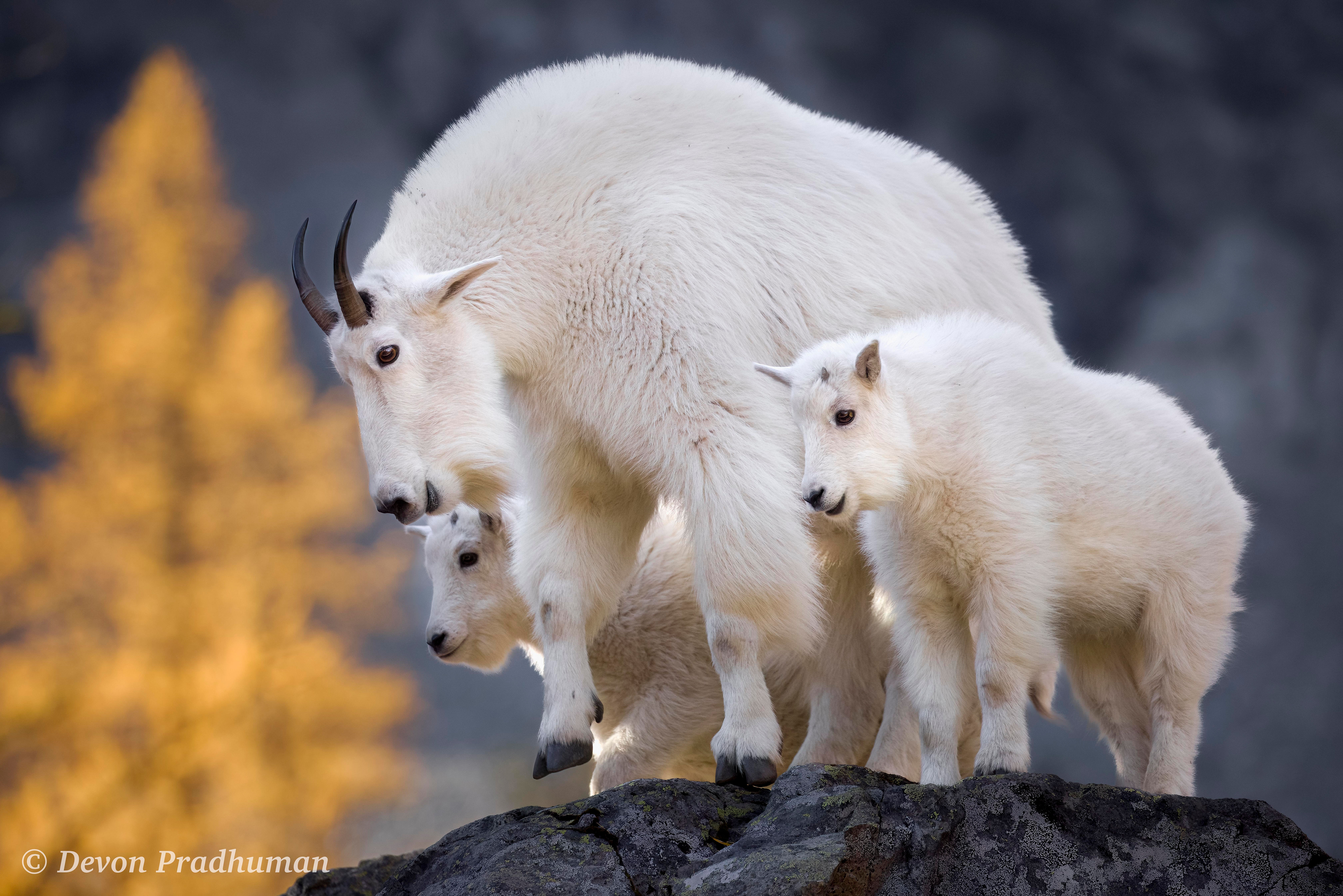 Golden Goats