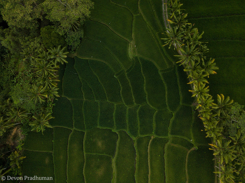 Rice Terrace Borders