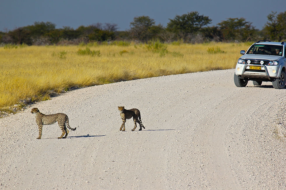 Cheetahs