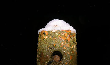 Pole with snow.jpg