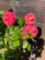 Züga Beizli, Blumen