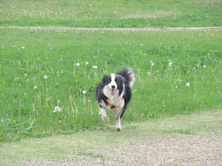 お散歩をすれば...(1)    2018.5.23