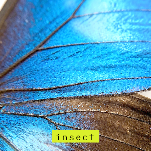 insect_color.png