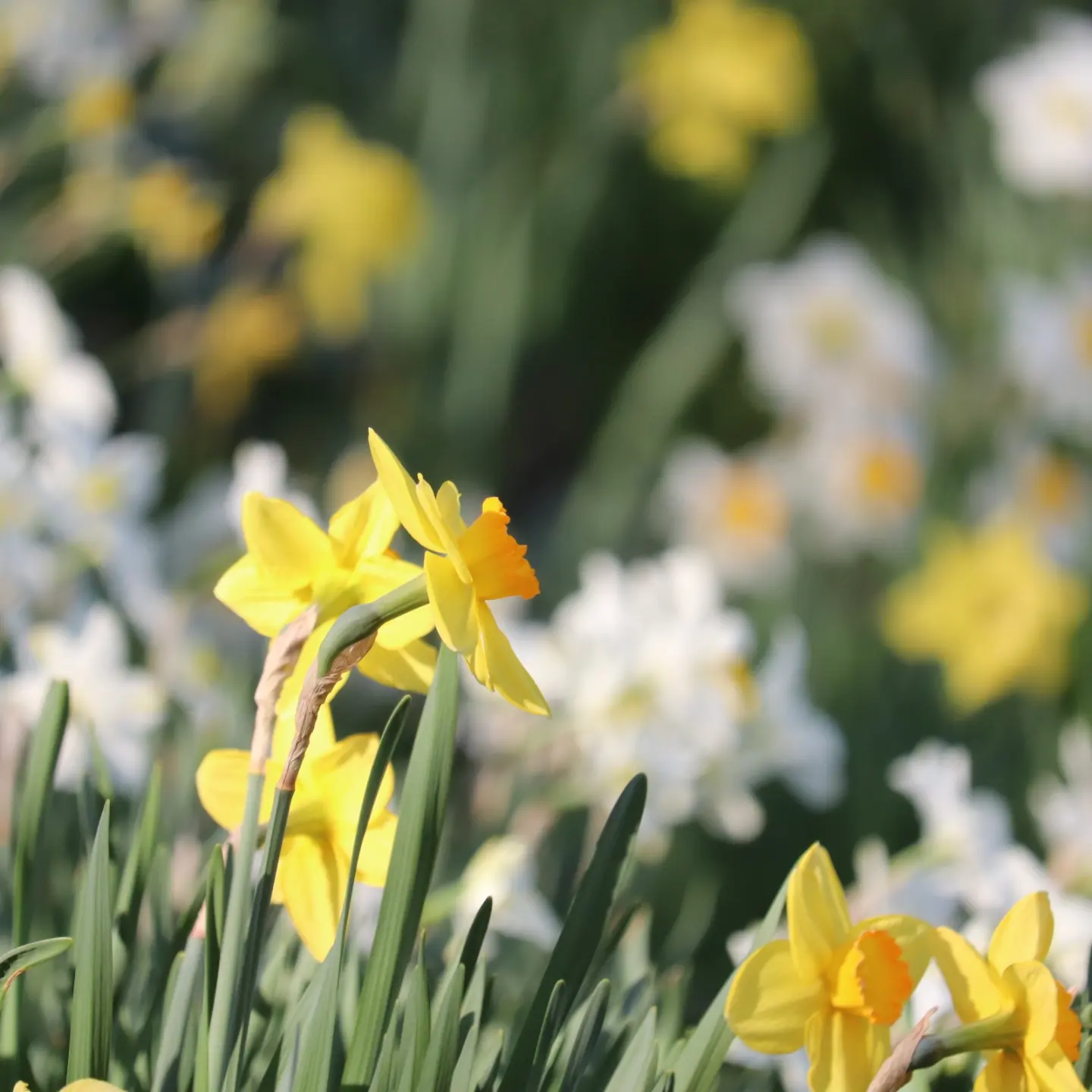 flowers, gardens