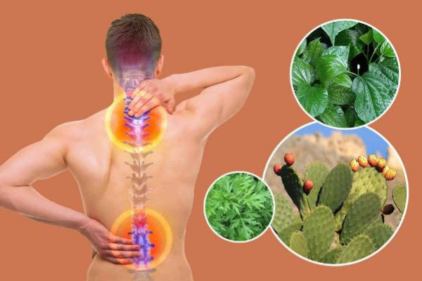 Thuốc có thành phần từ thảo dược tự nhiên, lành tính, không gây tác dụng phụ