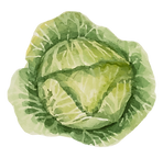 氷山レタス