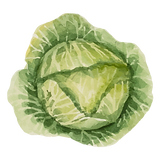 Iceberg Lettuce