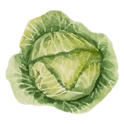 Laitue iceberg