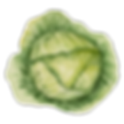 Iceberg Lettuce