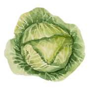 生菜