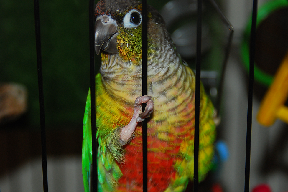 Parrot PET Plymouth MASS.png