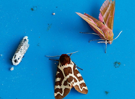 Moth photo.jpg