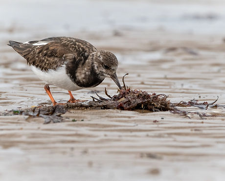 Plover photo.jpeg