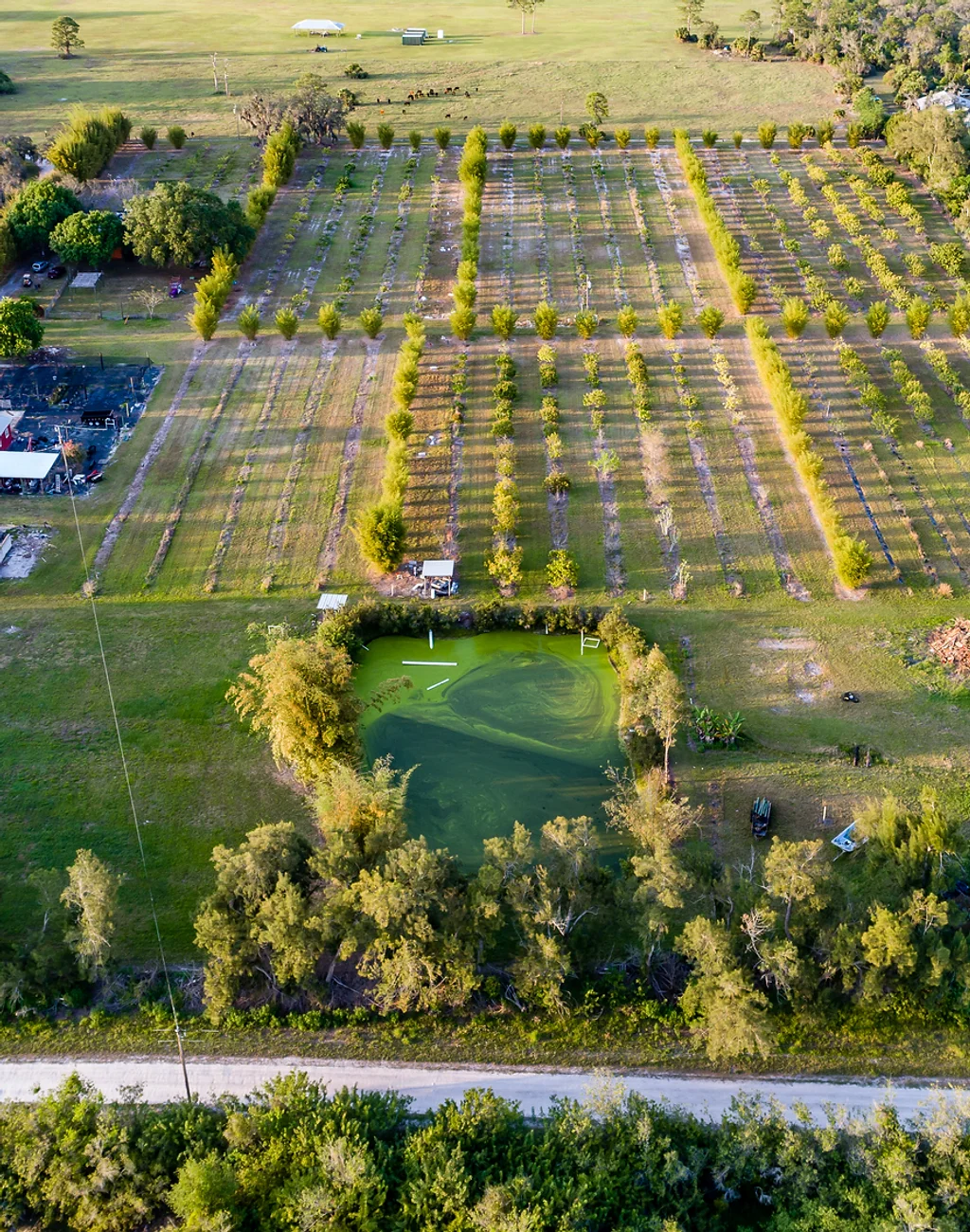 Home 13 Acre Lychee Farm For Sale In Indiantown Fl