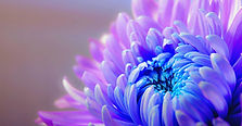 chrysanthemum-1332994_1920.jpg