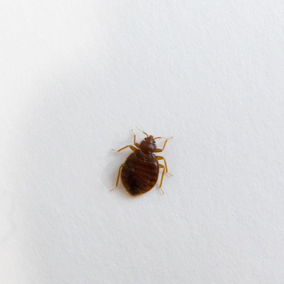 Bed Bugs