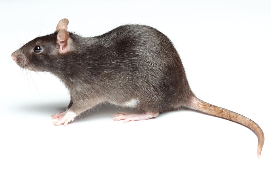 Rats & Mice