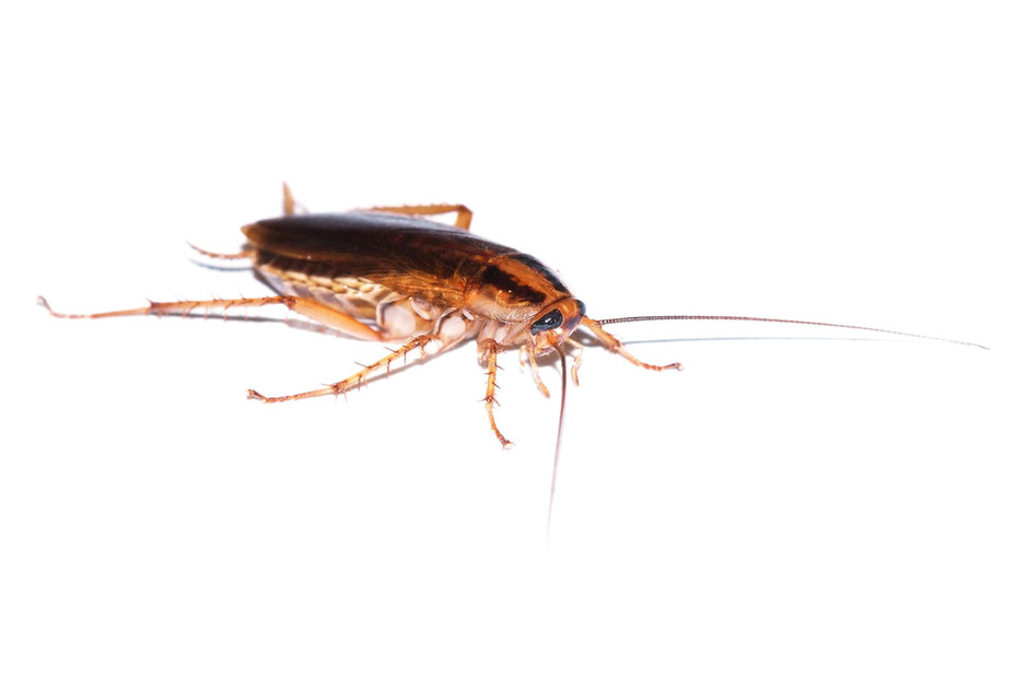 German Cockroaches