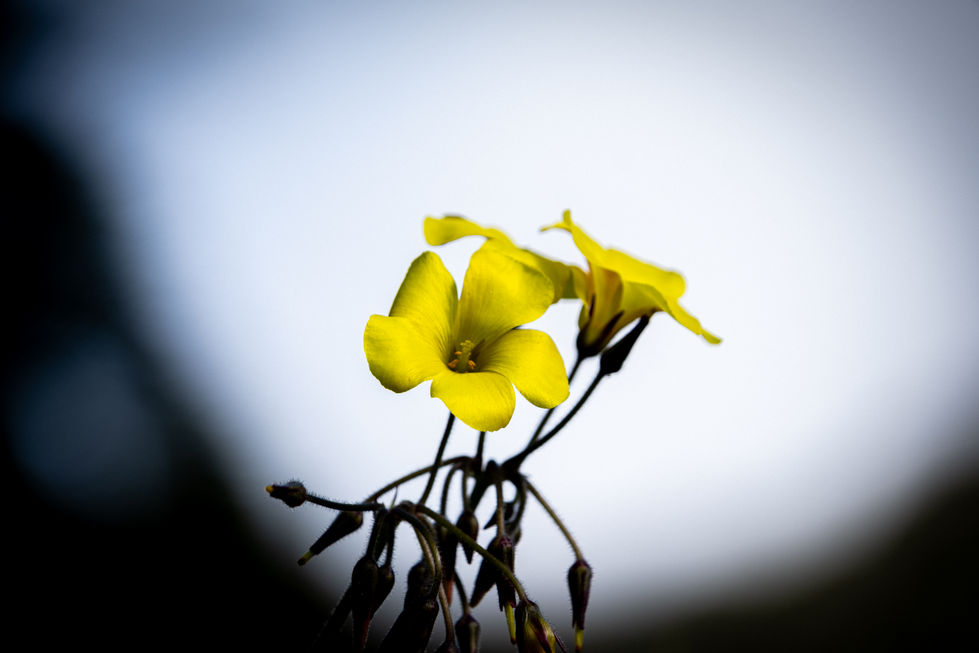 DSCF0800